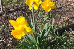 Daffodil2022