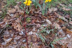 Daffodils-1-rotated