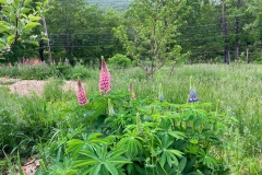 Lupines2022-1