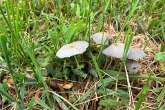 MushroomsThin